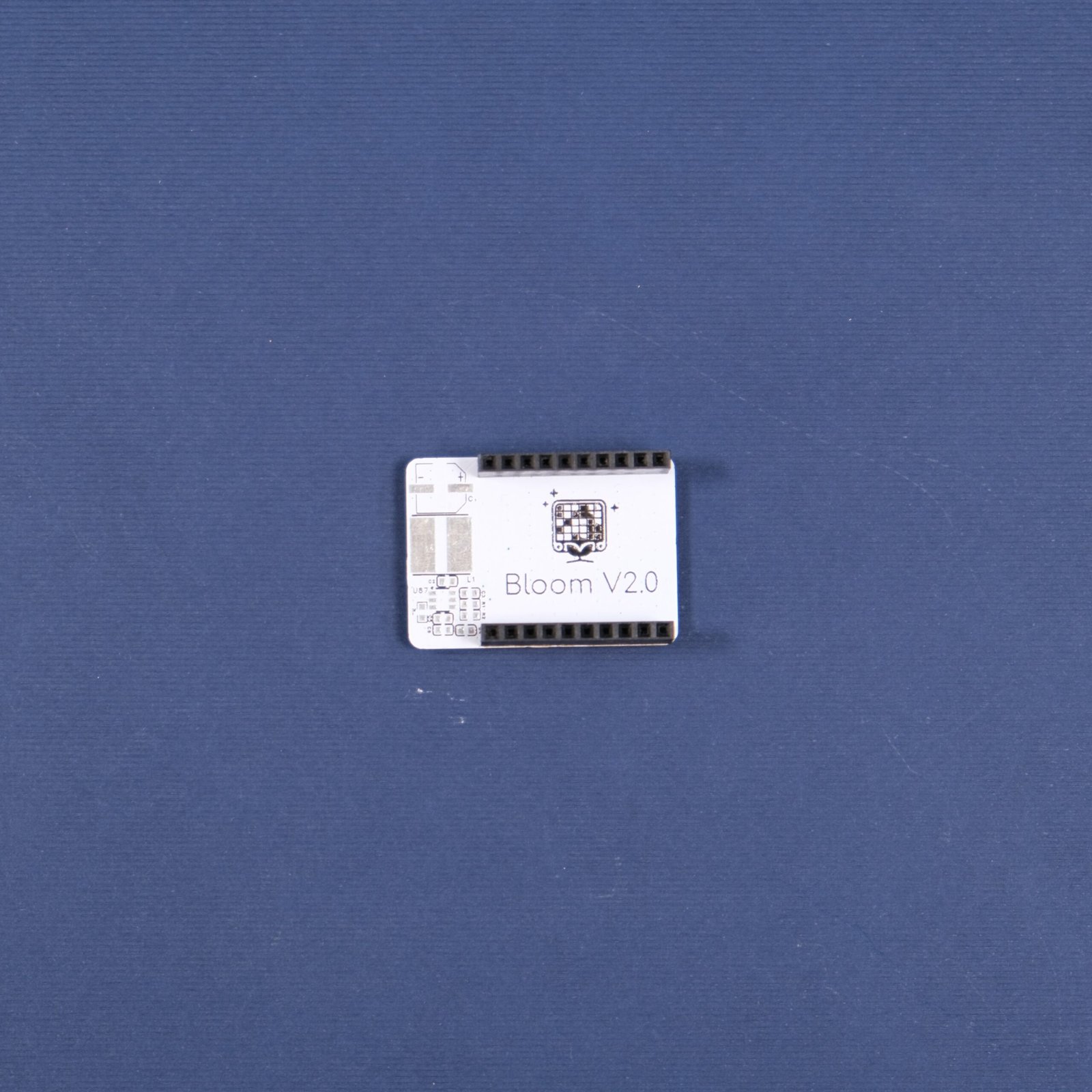 Bloom - Image 4